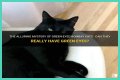 Can a Bombay cat have green eyes? – Janet-Panic.com
