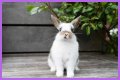Do rabbits eat caladiums?