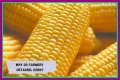 Why do farmers cut the tassels off corn?